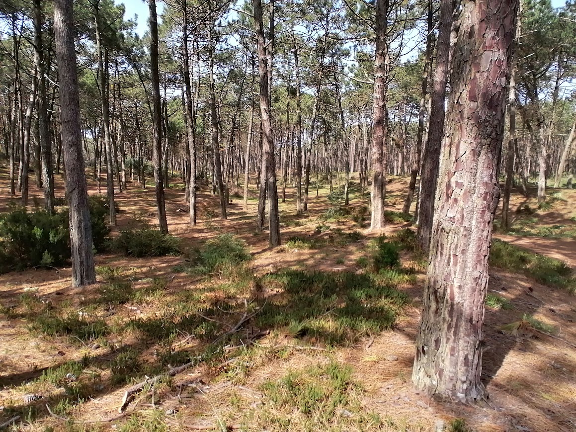foto Terreno 1